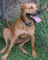 Lucy: URGENT!