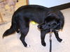 Tess - #103368