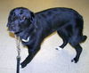 Tess - #103368