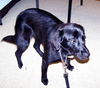Tess - #103368