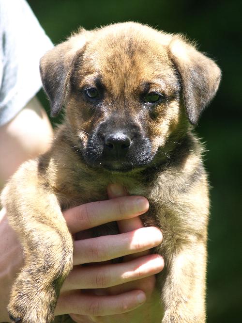 Boxer - Retriever pups