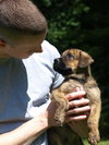 Boxer - Retriever pups