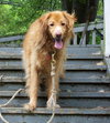 Buster - URGENT