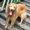 Buster - URGENT
