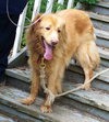 Buster - URGENT
