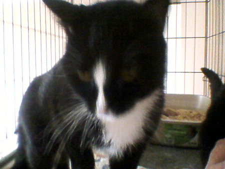 Mittens