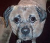 Pugsley