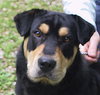 Buddy