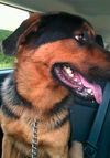Buster