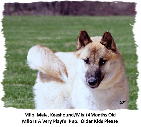 Milo - Cell Dog