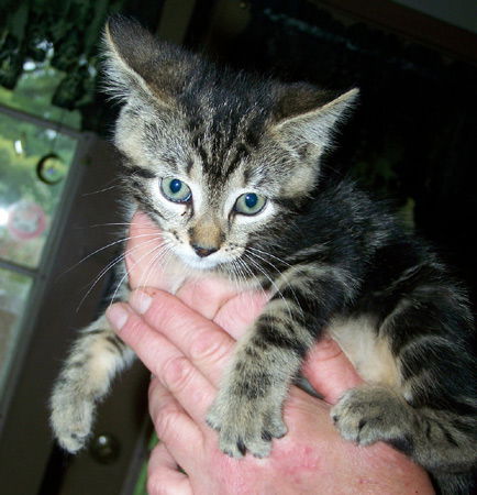 Ranger  (Kitten #6)