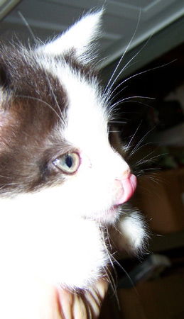 Snickers - Kitten