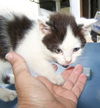 Snickers - Kitten