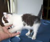 Snickers - Kitten