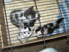 Snickers - Kitten