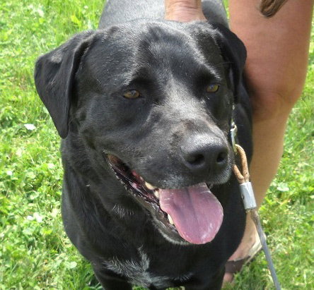 Moose - Urgent