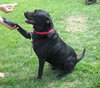 Moose - Urgent