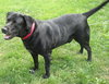 Moose - Urgent
