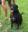 Moose - Urgent