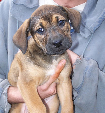 Smore - Urgent