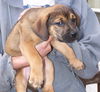 Smore - Urgent