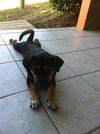 Lucy the Island Dog