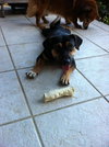 Lucy the Island Dog