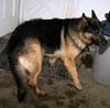 Toby - GSD