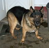 Toby - GSD