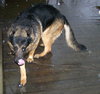 Toby - GSD