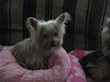 Molly