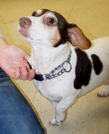 Sparky