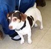 Sparky