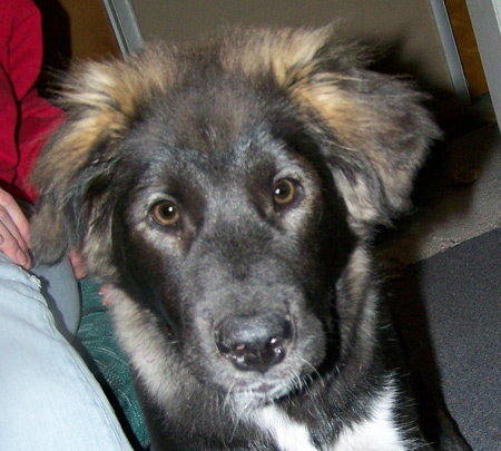 Sparkle - Cell Dog