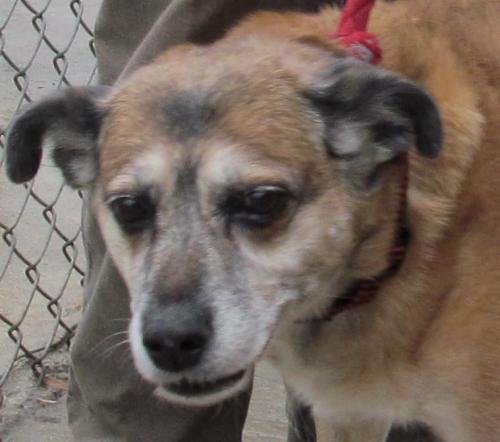 Buddy (female)