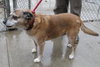 Buddy (female)