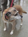 Buddy (female)