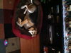 Molly