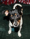 Bruno