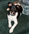 Bruno