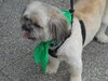Buster