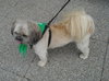 Buster