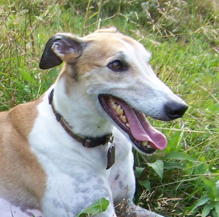 Murphy - URGENT