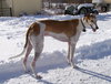 Murphy - URGENT