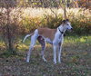 Murphy - URGENT