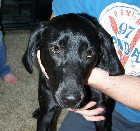 Mia (Black Lab)