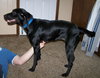 Mia (Black Lab)