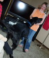 Mia (Black Lab)