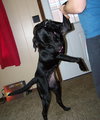 Mia (Black Lab)