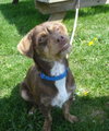 Truffles